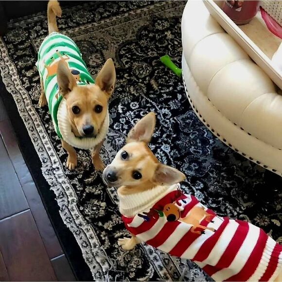 NWT DELIFUR HOLIDAY DOG SWEATER - Picture 6 of 6